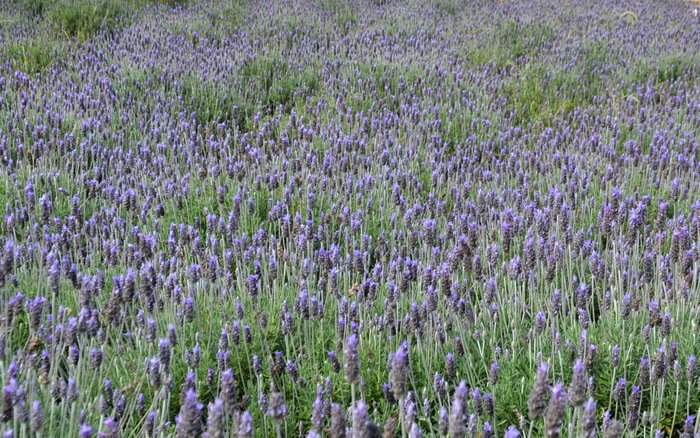 Tânia Goulart / Divulgação