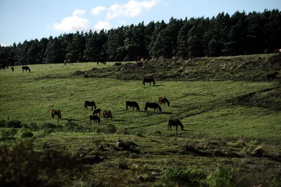 SÃO JOSÉ DOS AUSENTES, RS, BRASIL (05/07/2019)O Cânion Monte Negro localizado no município de São José dos Ausentes é o ponto mais alto e frio do RS. O Cânion possui 700 metros de profundida e 4 km de extensão com uma altura média de 1.300 metros. (Antonio Valiente/Agência RBS)
