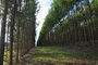  José Lucas do município de Cerrito, planeja colher a floresta de eucalipto no segundo semestre de 2012