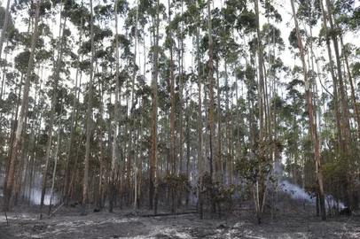  JOINVILLE, SC, BRASIL, 12-11-2014: Incêndio atinge plantação de eucalipto na BR-101. A plantação fica no km 74 da rodovia e pertence à empresa Weg, de Jaraguá do Sul. Os bombeiros ainda não concluíram qual foi a causa do incêndio. Pessoas que moram na região disseram que o fogo começou por volta das 14 horas. (Foto: Leo Munhoz/ Agência RBS)