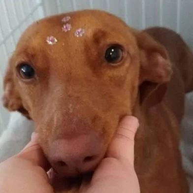 Jantar beneficente arrecada fundos para castração de animais em Caxias. Evento ocorre em 25 de outubro e irá arrecadar fundos para o projeto Castrapet e para a ONG Latidos e Miados. 
