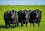 Farm Show 2019, em Dom Pedrito, aposta no aumento dos lances do Paraná