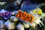  PORTO ALEGRE,RS,BRASIL.2019,10,05.A agricultura familiar Franciele Bellé desenvolveu temperos a apartir de PANCS(plantas não convencionais),incluindo flores .(RONALDO BERNARDI/AGENCIA RBS).