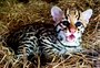 Filhote de jaguatirica é nova atração de zoológico em Gramado