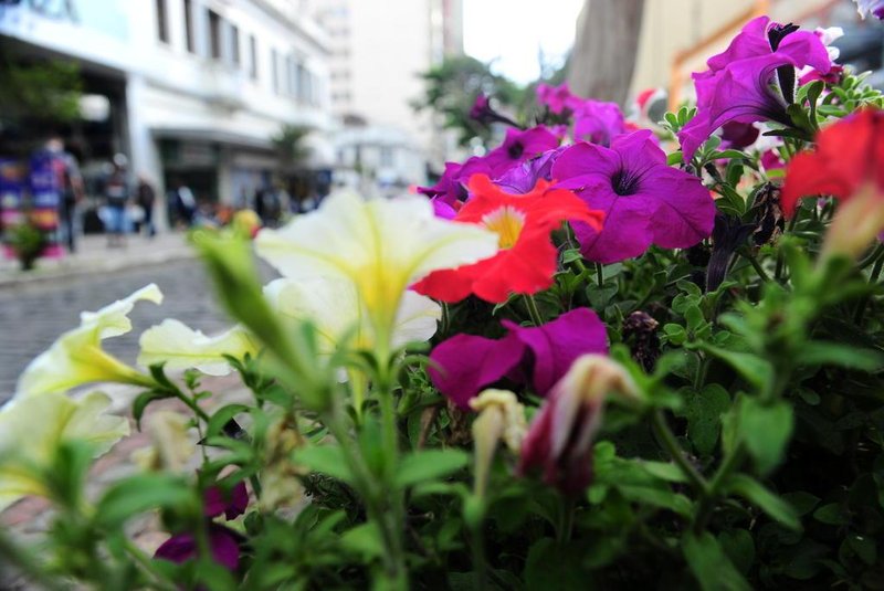  CAXIAS DO SUL, RS, BRASIL, 27/09/2019. Com a chegada da primavera intensifican-se os casos de alergias. Fotos gerais de flores, ipês, no centro da cidade. (Porthus Junior/Agência RBS)