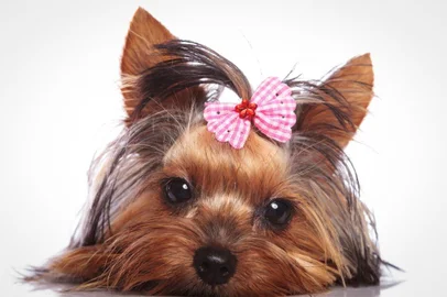  PORTO ALEGRE, RS, BRASIL,15/10/2019-Cachorrinho yorkshire Terrier está deitado.Fonte: 84310813