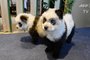 Café na China apresenta os "cachorros-panda"