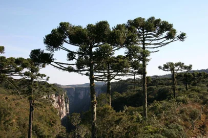 #PÁGINA:07Aparados da serra. Cânion. Fonte: Divulgação