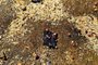 Fragmentos de óleo foram encontrados na Ilha de Santa Bárbara, no Parque Nacional de Abrolhos, neste sábado (2).