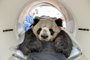Panda passou por tomografia computadorizada em Berlim