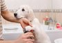 O que fazer quando a unha do cachorro penetra na pele?