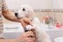 owner grooming his dog at homePORTO ALEGRE, RS, BRASIL,Manicure para cachorro. Higiene canina. (Foto: Iurii Sokolov / stock.adobe.com)Fonte: 98688001