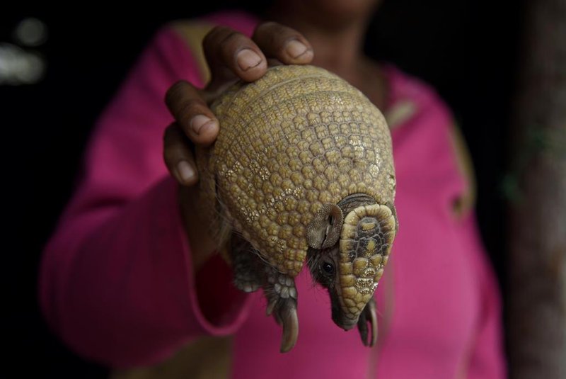 WWF divulga seminalistas de concurso de fotos no Dia do Pantanal.