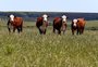 Carne do pampa fecha parceria com dois frigoríficos do RS
