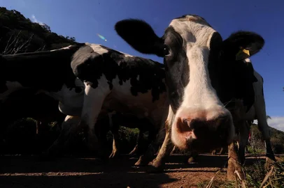 NOVA PETRÓPOLIS, RS, BRASIL, 21/08/2019 - Produtores reclamam da queda e do baixo preço pago pelo leite. NA FOTO: propriedade de Jocemir e Gessi Boone, produtores de leite de Nova Petrópolis. (Marcelo Casagrande/Agência RBS)