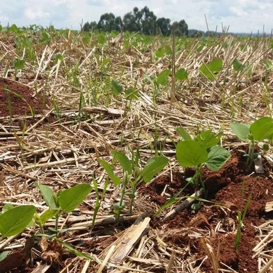 Plantio da soja, Três Passos, região Noroeste