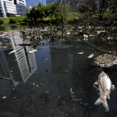  PORTO ALEGRE, RS, BRASIL, 21/11/2019- Peixes mortos no Arroio Dilúvio. (FOTOGRAFO: LAURO ALVES / AGENCIA RBS)