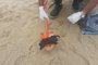  **EM BAIXA**QUISSAMÃ, RJ, BRASIL, 25/11/2019- Fragmentos de óleo recolidos em praia de Quissamã. Foto: Defesa Civil de Quissamã / Divulgação)