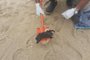  **EM BAIXA**QUISSAMÃ, RJ, BRASIL, 25/11/2019- Fragmentos de óleo recolidos em praia de Quissamã. Foto: Defesa Civil de Quissamã / Divulgação)