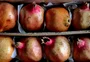 Por que algumas árvores de romãs não dão frutos?