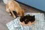Serenity the dog  stands next to a litter of kittens at a shelter in Chatham, Ontario on November 17, 2019. - Good with cats: a stray dog found on the side of a road on a cold Canadian night keeping a litter of kittens warm needs a home. The two-year-old female mongrel, named Serenity by animal rescue officials, was discovered in a ditch on the side of a rural road near Chatham, Ontario a week ago. (Photo by Handout / Pet And Wildlife Rescue / AFP) / RESTRICTED TO EDITORIAL USE - MANDATORY CREDIT AFP PHOTO / Pet And Wildlife Rescue/ HO - NO MARKETING - NO ADVERTISING CAMPAIGNS - DISTRIBUTED AS A SERVICE TO CLIENTS / The erroneous mention[s] appearing in the metadata of this photo by Handout has been modified in AFP systems in the following manner: [Serenity ] instead of [Serenty]. Please immediately remove the erroneous mention[s] from all your online services and delete it (them) from your servers. If you have been authorized by AFP to distribute it (them) to third parties, please ensure that the same actions are carried out by them. Failure to promptly comply with these instructions will entail liability on your part for any continued or post notification usage. Therefore we thank you very much for all your attention and prompt action. We are sorry for the inconvenience this notification may cause and remain at your disposal for any further information you may require.