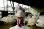 EUATURKEY WAITS IN PEN PRIOR TO THANKSGIVING HOLIDAY NEAR BOSTONA turkey waits in its pen at the Seven Acres Farm in the Boston suburb of North Reading, Massachusetts, November 26, 2003. Seven Acres Farm will sell approximately 1,800 turkeys for the November 27 Thanksgiving