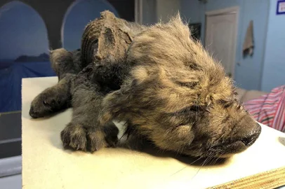 RECADO IMPORTANTE: You can use photos taken by Sergey Fedorov with link to our site https://www.s-vfu.ru/news/detail.php?SECTION_ID=2268&ELEMENT_ID=132209. Sergey Fedorov is research engineer of our university. University press service policy: Copying of articles is allowed only if there is an active (clickable) link to the source page of North-Eastern Federal University. Link must be directly next to the material, must be visible and direct (without using the java-scripts).