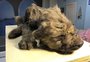 Cachorro ou lobo? Filhote congelado por 18 mil anos intriga cientistas