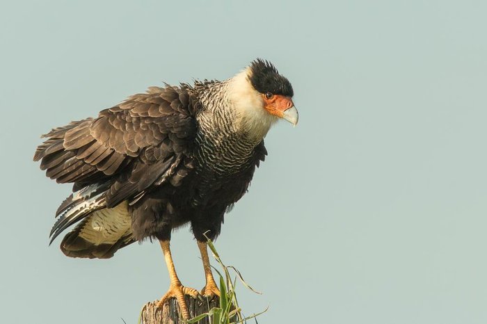 Saiba mais sobre 10 aves que são a cara de Porto Alegre | GZH