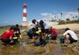 Amostras de peixe apresentam níveis de contaminação por óleo que indicam risco à saúde