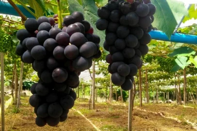 Uva Vênus prestes a ser colhida em Caxias do Sul. Fim de novembro de 2019. São Valenin da 2ª Légua.