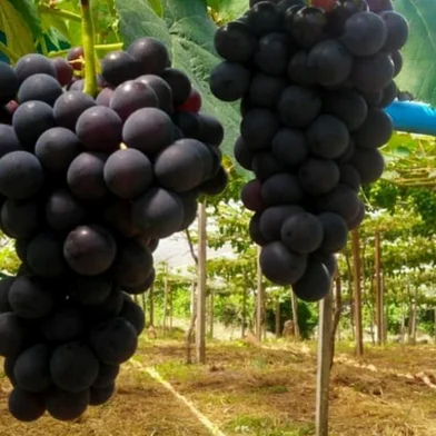 Uva Vênus prestes a ser colhida em Caxias do Sul. Fim de novembro de 2019. São Valenin da 2ª Légua.