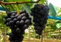 Primeiras uvas da safra gaúcha começam a ser colhidas na Serra