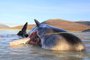 Baleia cachalote é encontrada morta com 100 kg de lixo no estômago