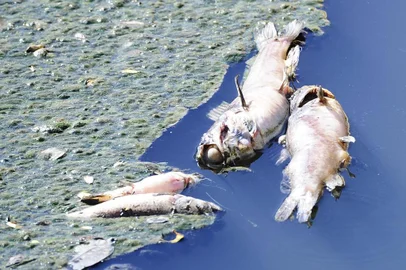  PORTO ALEGRE, RS, BRASIL,03/12/2019- Peixes mortos no Arroio Dilúvio. (FOTOGRAFO: RONALDO BERNARDI / AGENCIA RBS)