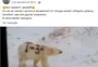 Urso polar aparece em vídeo com o pelo pichado e intriga especialistas