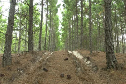 #Máquina: D1-5020855TRILHA DE OFF ROAD COM OS CAÇADORES DE LAMA-FLORESTA DE PINUS HELIOTIS