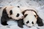 The two giant panda cubs Meng Yuan (L) and Meng Xiang are presented to the media after they were given their names at the Zoologischer Garten zoo in Berlin on December 9, 2019. - It is the first giant panda offspring in Germany: The Berlin panda Meng Meng gave birth to twins on August 31, 2019. On loan from China, Meng Meng and male panda Jiao Qing arrived in Berlin in June 2017. While the cubs are born in Berlin, they remain Chinese and must be returned to China within four years after they have been weaned. (Photo by Odd ANDERSEN / AFP)<!-- NICAID(14352807) -->