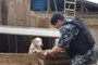 Cães são resgatados pela Brigada Militar