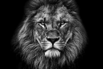 PORTO ALEGRE, RS, BRASIL, Leão, africa, felino , King face BW (Foto:Christoph   / stock.adobe.com)Indexador: Ing. Christoph ReiterFonte: 241906952