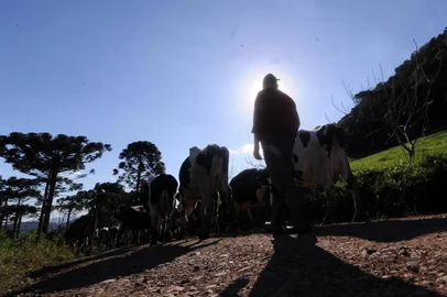 NOVA PETRÓPOLIS, RS, BRASIL, 21/08/2019 - Produtores reclamam da queda e do baixo preço pago pelo leite. NA FOTO: propriedade de Jocemir e Gessi Boone, produtores de leite de Nova Petrópolis. (Marcelo Casagrande/Agência RBS)