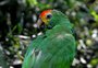 Aves vítimas do tráfico são resgatadas e levadas para zoológico de Gramado; veja fotos