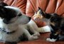 Comissão da Câmara aprova pena mínima oito vezes maior para maus-tratos a cães e gatos