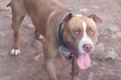 Um menino de cinco anos foi atacado pelo cachorro da raça Pitbull na tarde desta segunda-feira (16) em Caxias do Sul. Segundo boletim de ocorrência registrado junto à Delegacia de Polícia, a criança foi conduzida ao atendimento de emergência do Hospital Geral. Cão foi sacrificado