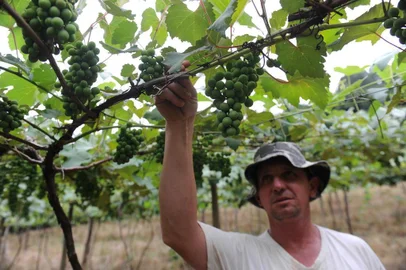  CAXIAS DO SUL, RS, BRASIL, 12/12/2019 - Safra de Frutas na Serra deve render 705 mil toneladas. NA FOTO: Gustavo Roglio, produtor de Uva, São Luiz da Terceira Légua. (Marcelo Casagrande/Agência RBS)