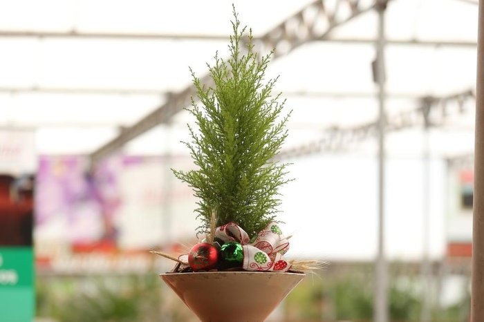 Quais os benefícios de ter um pinheiro natural no Natal | GZH Quais os benefícios de ter um pinheiro natural no Natal | GZH