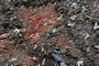  Especial sobre o aterro sanitário da empresa Sil, em Minas do Leão, que recebe 35% do lixo produzido no RS.Indexador:                                 <!-- NICAID(6245260) -->