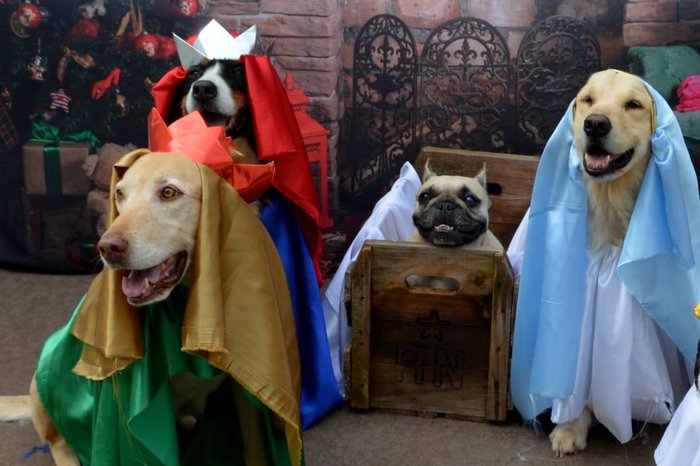 Rubi, Mel, Sophi e Nutella no presépio de Natal de Alex Rosa de Assis