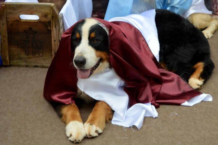 Antonella, cão da raça bernese, no papel do marceneiro José