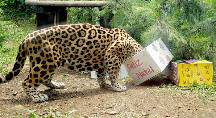Divulgação / GramadoZoo